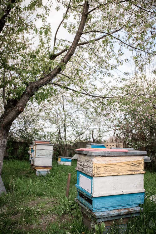 Preview: Hives in the apiary in the spring view from above. Harvesting honey in the apiary during the