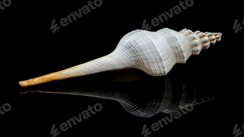 Preview: Fusinus colus sea Shell on Black Background
