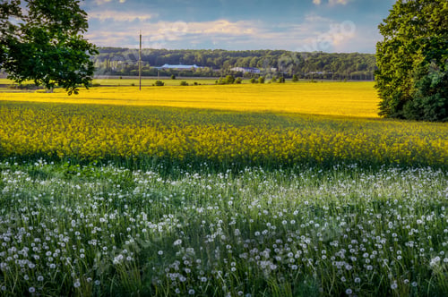 Preview: dandelion and rapseed Field in springtime