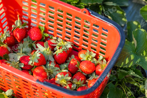 Preview: Picked up of the strawberry from the field