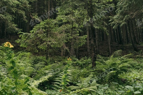 Vista previa: Místico y tranquilo paisaje salvaje, bosque oscuro con pinos y helechos verdes.