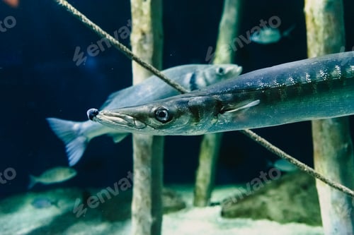 Preview: European Barracuda swimming in an aquarium.