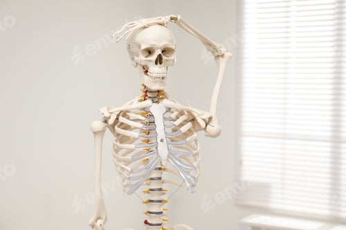 Preview: Artificial human skeleton model near window indoors
