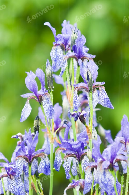 Preview: Iris Blue Flowers
