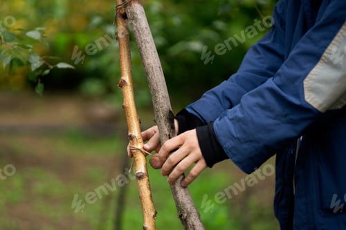 Preview: a young new tree care, gardener person near growing plant
