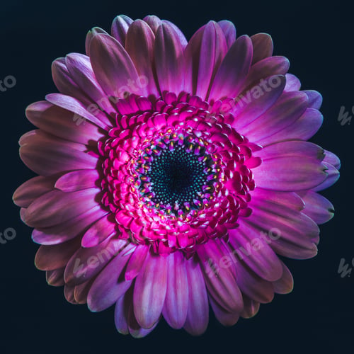 Preview: top view of violet gerbera flower, isolated on black