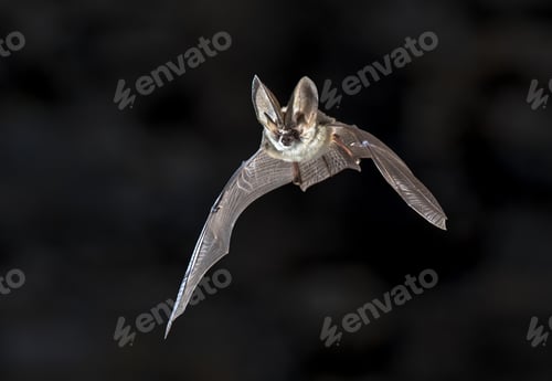 Preview: Flying Grey long eared bat