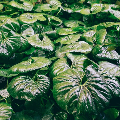Preview: plant green background. plant lover style