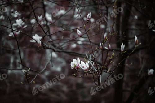 Magnolia Blossoms on Branches in Soft Light