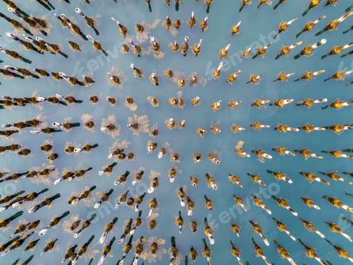 Visualização: Vista aérea de postes de madeira cobertos de algas marinhas dispostas em um padrão de grade em água azul.