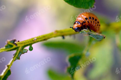 Preview: Colorado potato beetle larvae eat leaf of young potato