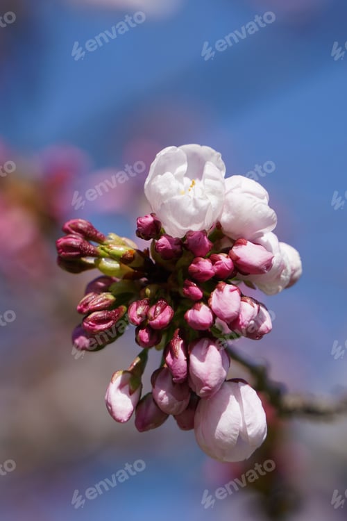 Preview: a flower budding from a branch in front of blue sky