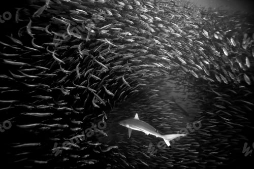 Preview: shark and sardine bait ball