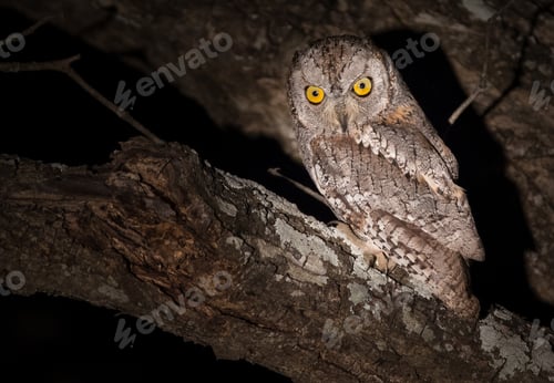 Preview: A skops owl, Otus brucei, sits in a branch