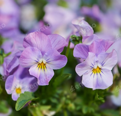 Preview: Purple pansies. Purple pansies in bloom in a garden.