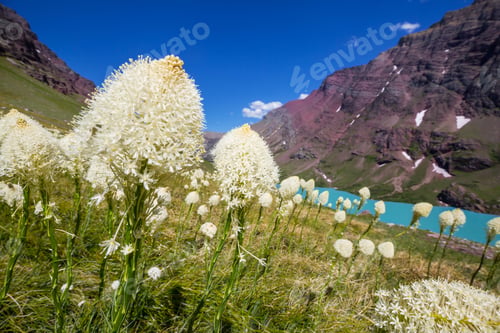 Preview: Wildflowers