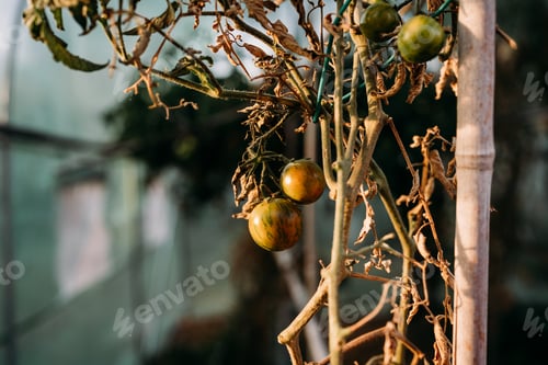 Preview: tomatoes growing at vegetable garden in backyard home at sunset. nobody. self sufficiency concept