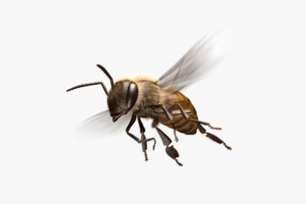 Preview: Animated Honey Bee with Detailed Fur and Realistic Wings