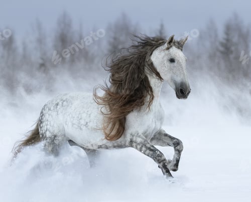 Preview: Grey long-mane Andalusian horse galloping during snowstorm.