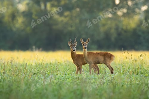 Preview: Roe deer couple standing close together on green field in sunny summer nature