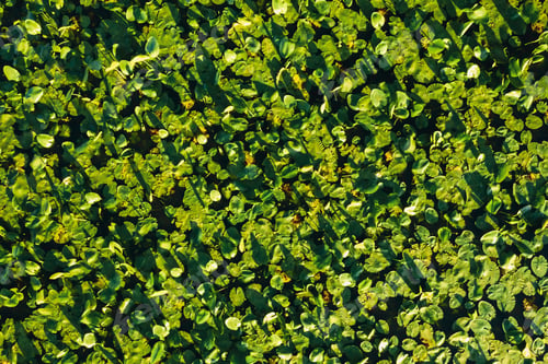 Preview: Top view of the Svisloch river in the city's Loshitsa Park with lilies at sunset.Beautiful