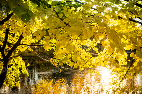 Preview: Autumn forest and lake in the fall season.Golden autumn trees and lake. Autumn landscape, sunny