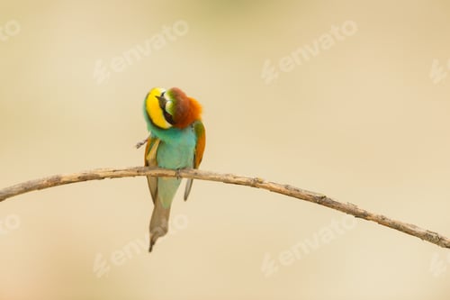 Preview: Bird standing on tree branch