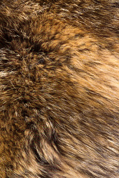 Preview: Background closeup of fluffy fox fur texture