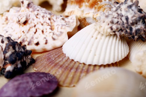 Preview: Background of seashells