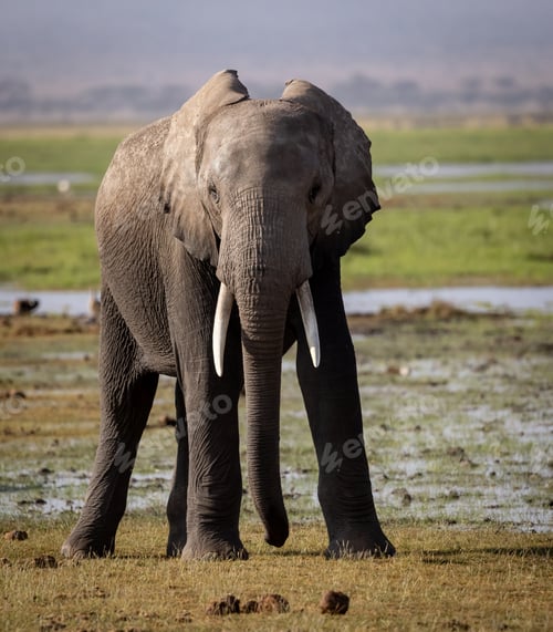Preview: An Elephant in Africa