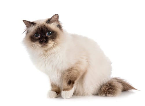 Preview: birman cat in studio
