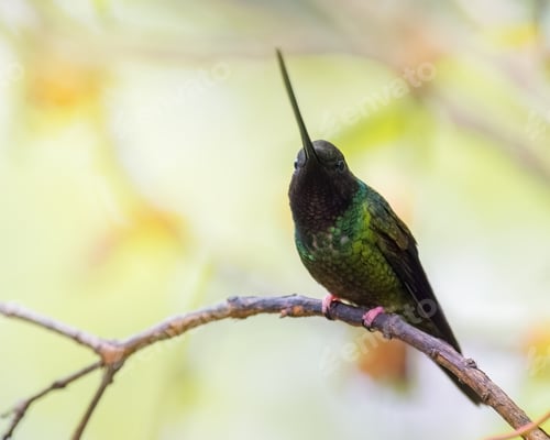 Preview: Sword-billed hummingbird (ensifera ensifera) perched on a small branch looking at the camera