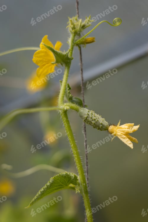 Preview: Cucumber in greenhouse. The growth and flowering. Organic cultivation. Cucumber harvest.