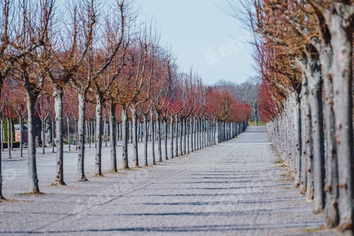 Preview: Empty footpath with rows of trees.