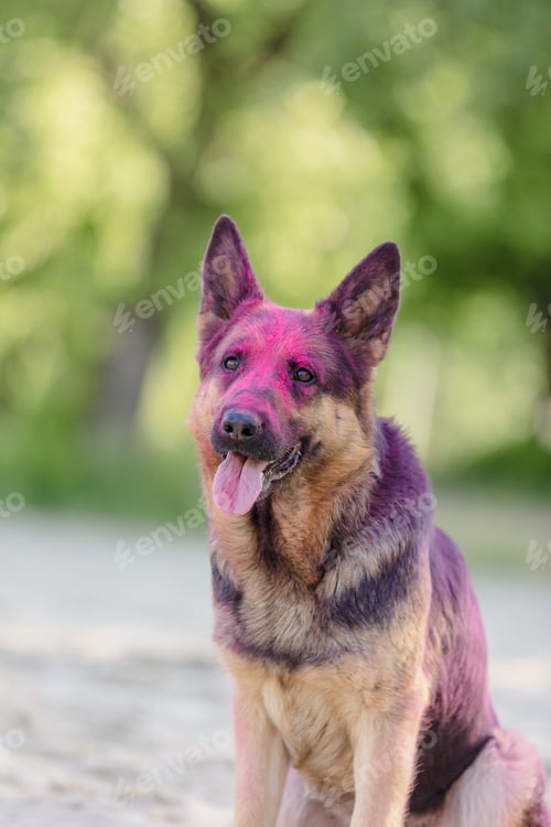 Preview: German shepherd dog playing on the beach with pink holi colors. Holi festival. Dog holi photo.