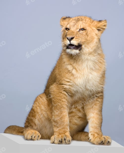 Preview: Lion Cub sitting