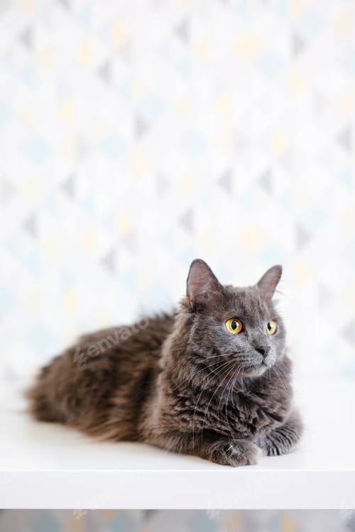 Preview: A gray smoky Maine Coon cat with yellow eyes lying on a white background