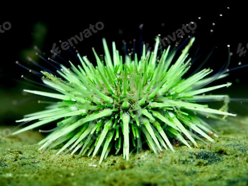 Preview: Green sea urchin from Oslo fjord