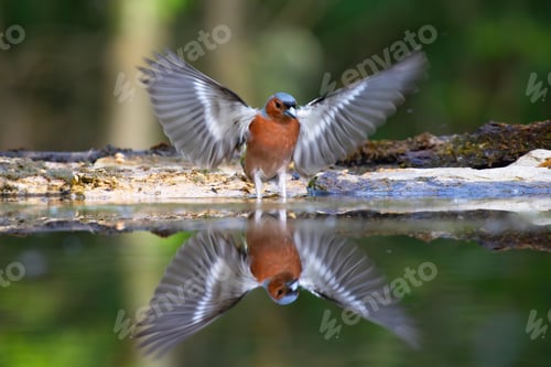 Preview: Beautiful songbird Common chaffinch in wildlife.