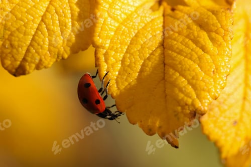 Preview: A red seven-spot ladybug walking upside down on the autumn coloured yellow leaves of a wild rose
