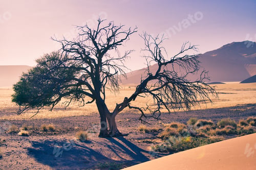 Preview: Horizontal shot of dying tree in the desert of Sossusvlei, Namibia