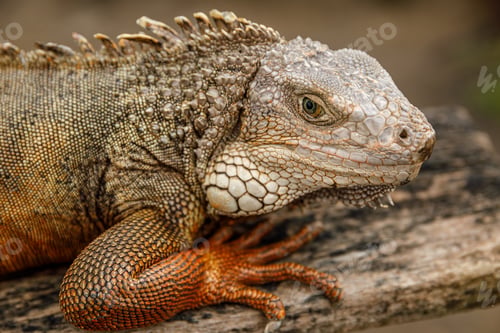 Preview: Iguana sitting on the piece of wood