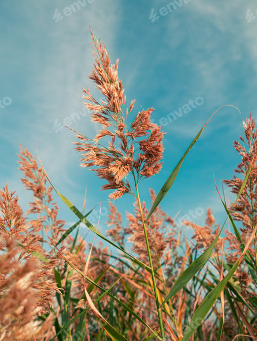 Preview: Fluffy golden reeds on turquoise blue sky background. Trendy natural red pampas grass botanical