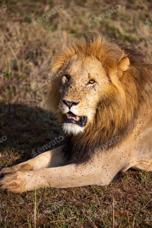 Preview: Majestic lion traversing a vast expanse of natural grassland, surrounded by lush foliage
