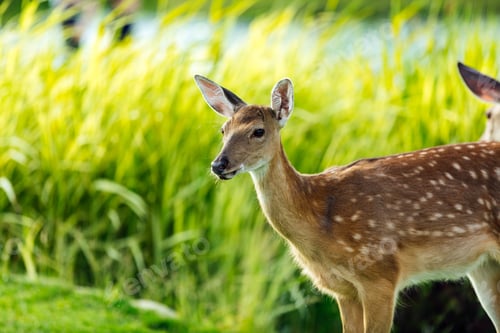 Preview: close-up view of beautiful young brown deer looking at camera outdoors
