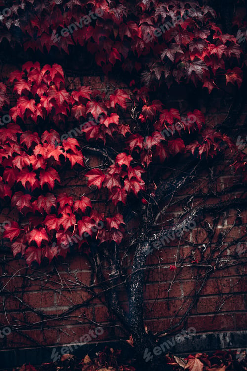 Preview: Ivy leaves, autumn background concept