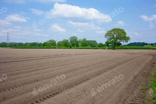 Preview: Freshly plowed field under blue sky with clouds, bordered by green trees and a prominent single tree
