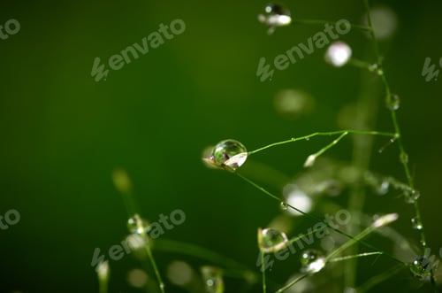 Preview: Close-up view of the dew drops on the grass