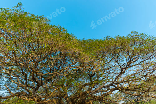 Preview: Big tree branch