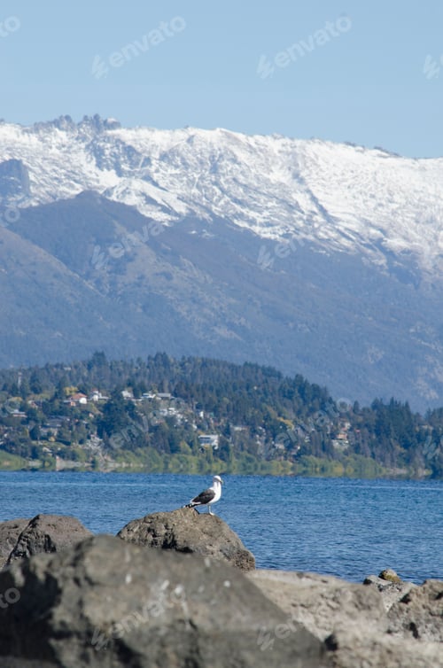 Preview: Seagull perched atop a rugged rock on the lakeside. Bariloche, Argentina.